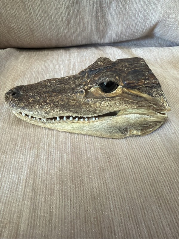 Real Alligator Head Reptile Skull Jaw Taxidermy Gator Open Mouth Glass eyes 6"
