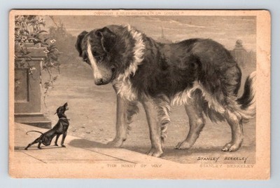 Tiere, Hunde: Stanley Berkeley. Dackel. Unbestellte Postkarte.