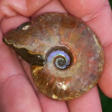 5cm rot Opalisierender Cleoniceras Amolith Opal Ammonit Feueropal Ammoniten Nr.2