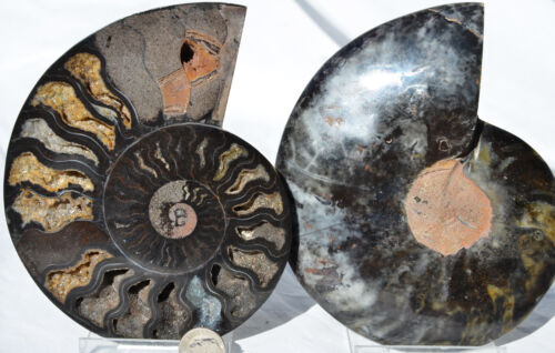 Large Black Ammonite Pair Crystal 140mm 110myo Dinosaur age FOSSIL 5.5" n2564dd