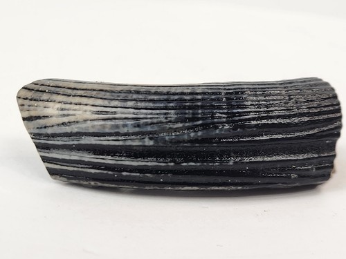 Giant Beaver 3.00" Incisor Fossil (Castoroides) - Florida Pleistocene - Ice Age - Picture 3 of 18