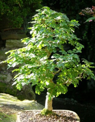 elm bonsai tree Chinese Elm Bonsai Tree main image 0