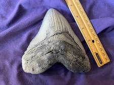 Megalodon Shark Tooth Replica with Black Wash