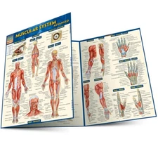 Muscular System Advanced; Quick study Tri-Fold Reference Guide study Aide NEW