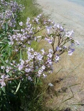 Eriodictyon californicum | California Yerba Santa | 10 Seeds