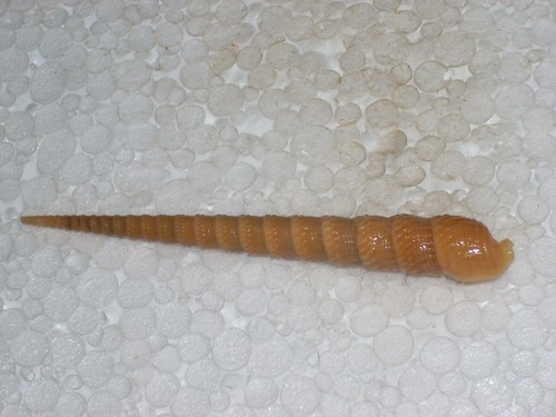 TEREBRA ANILIS VERY BIG - Picture 2 of 2