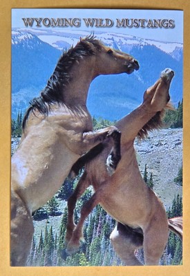  Postcard WY: Wyoming Wild Mustangs. Horses 