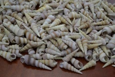 1000 PCS BULK SMALL PURPLE TURRITELLA SEA SHELL DECOR CRAFT