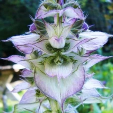 Clary Sage BLUISH WHITE  Salvia sclarea 2-4' Perennial USA Non-GMO 100 Seeds!