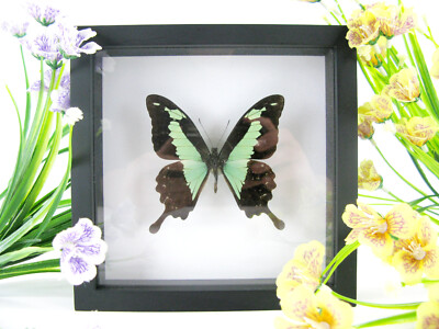 Apple Green S. - real butterfly, prepared in a 3D showcase - museum quality