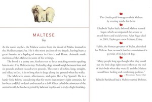 Maltese - CUSTOM MATTED Dog Art Print - Breed Description and History