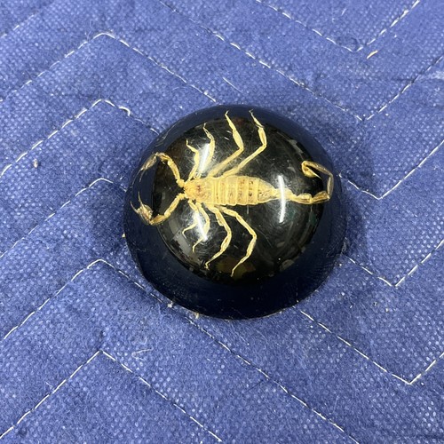 Vintage Scorpion in Lucite Dome Paperweight Black Background