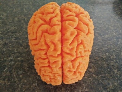 Human Brain Sculpture Anatomical Model Organ Medicine Science, Pick Size & Color