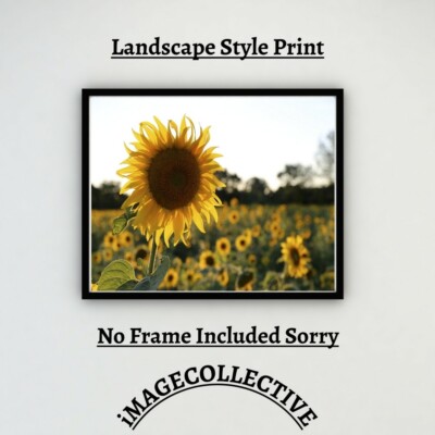 SONNENBLUME A4 DRUCK BILD POSTER WANDBILD WOHNDEKO UNGERAHMT GESCHENK NEU