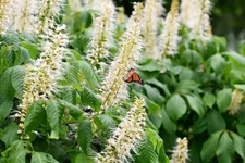 Sweet Pepper Bush Seeds for Planting (50 Seeds) - Blooming Shrub