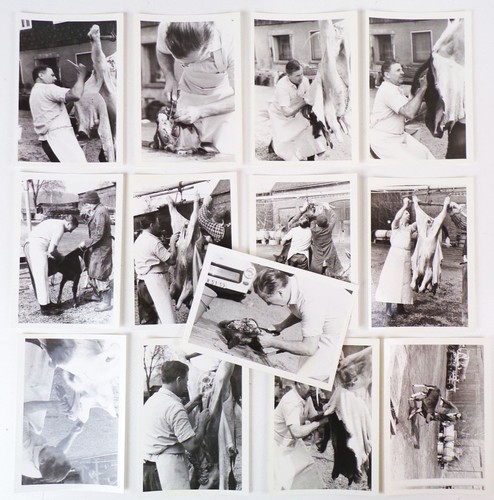 Foto Konvolut Schlachter Metzger Fleischer um 1960 Kalb Schlachtung - 第 1/2 張圖片