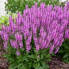 50 Back to the Fuchsia Salvia Seeds Flower Seed Perennial Flowers 581 Us Seller