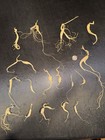Dry Wild American Ginseng. 1/10 Lb. W/ Certificate. 17 Roots Total. 2025 Harvest — photo 2