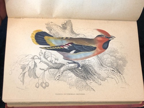 Antique Naturalist's Library - Ornithology - Vol II Birds, Jardine Bohn - Picture 9 of 14