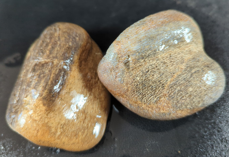 2 Natural Petrified Bone Fossils 193g & 199g Prehistoric Display Lapidary Rough