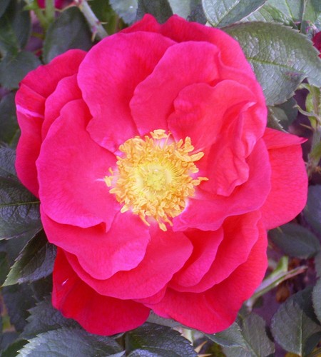 30 Japanese Red Rose (Rosa Rugosa Rubra) Bush Seeds - Fragrant Rugosa Rose