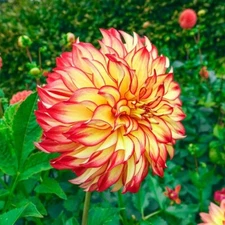 1 - Dinner Plate Dahlia LADY DARLENE Bulb Tuber Clump  MASSIVE RICH COLOR BLOOMS