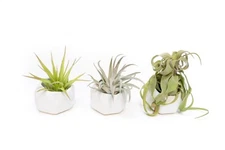 White Ceramic Holder with Custom Air Plant - Easy Indoor Outdoor Succulent