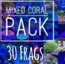 Frag pack live coral 30 Mixed Frags! Free Next Day Shipping