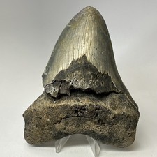 Megalodon Shark Tooth 5.61 Inch - Huge - Authentic Fossil - Real Teeth 19992