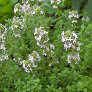 Timo Comune 600 Semi Thymus Vulgaris Thyme Common Spezia Pianta Erba Aromatica Ebay