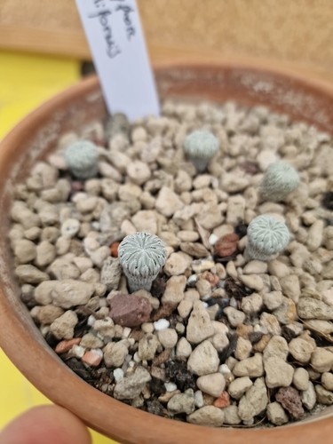 6 X Pelecyphora Aselliformis Plants Cactus aztekium copiapoa Ariocarpus - Bild 2 von 5