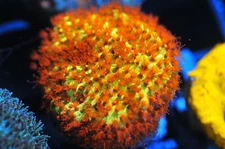 COE WYSIWYG Live Coral Frag ~ JF Burning Banana Stylo Coral ~ LPS SPS