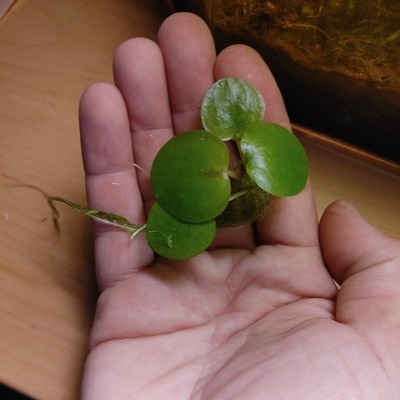 BUY 2 GET 1 Free, Amazon FROG BIT Live floating plants aquarium floaters 7-8pcs!