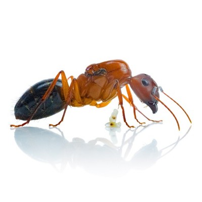 RARE Tropical Sugar Ants Camponotus Atriceps Queen Colony 1-5 Workers Live Bee