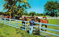 Lexington KY Kentucky Faraway Horse Farm Racing Thoroughbred Vtg Postcard D30