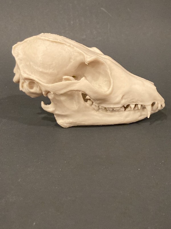 Fox Skull