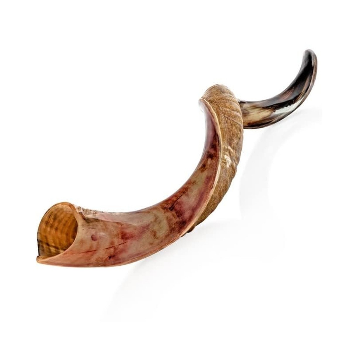 Kosher Kudu Shofar Horn from Israel 28”-32” – Traditional Half | eBay