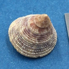#16 Calliostoma tampaensis 18.4mm W/O Pompano Hump, Gullivan Bay Florida Shallow