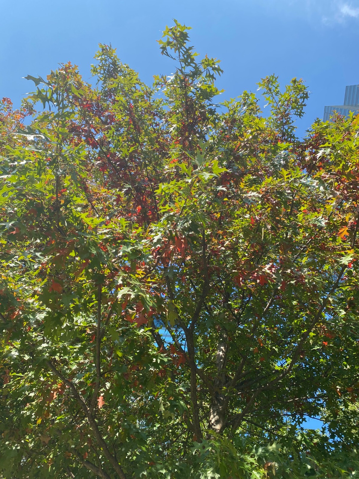 15 NUTTALL OAK ACORNS Atlanta Stock is ready to plant this Spring! eBay