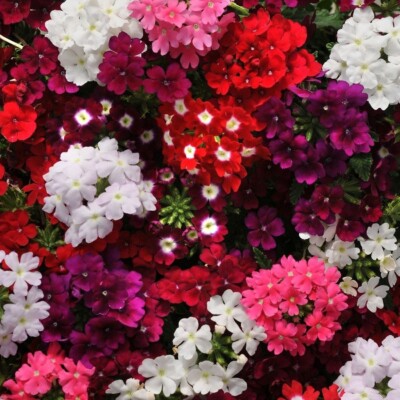 Verbena s@@ds,Verbena Hybrid ampelous, Mix Hybrid,  0,1g organic heirloom -715