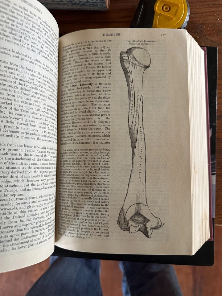 Gray's Anatomy Fifteenth Edition Barnes & Noble Hardcover Illustrated Medical - Image 4 of 4