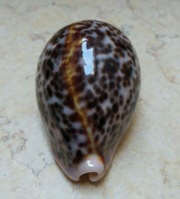 cypraea pantherina F++++ 88.5 mm GEM sea shell super natural glossy great colour