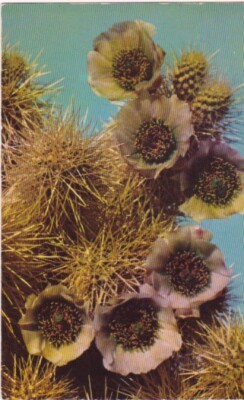 Jumping Cholla Cactus, Arizona | eBay