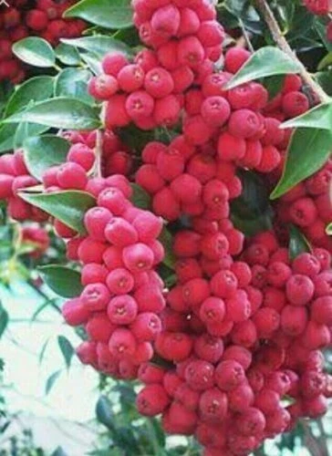 LILLY PILLY - Riberry (Syzygium luehmanii) Seed, NATIVE bush tucker.10 SEEDS - Picture 1 of 2