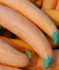 North Georgia Candy Roaster Seeds for Planting (10 Seeds)