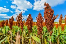 50 HONEY DRIP SORGHUM Bicolor Honey Drop Syrup Grain Vegetable Seeds