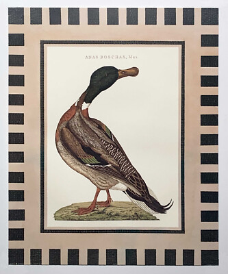 Anas Boschas antiker Vogeldruck, Reproduktionsdruck
