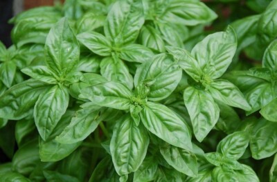 Basil seёds, 400 Basil Lemon seёds, heirloom organic seёds -804 + TRACK  