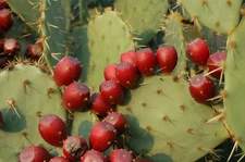 40 Giant Red Prickly Pear Cactus Fruit Seeds | Free Shipping | USA Seller