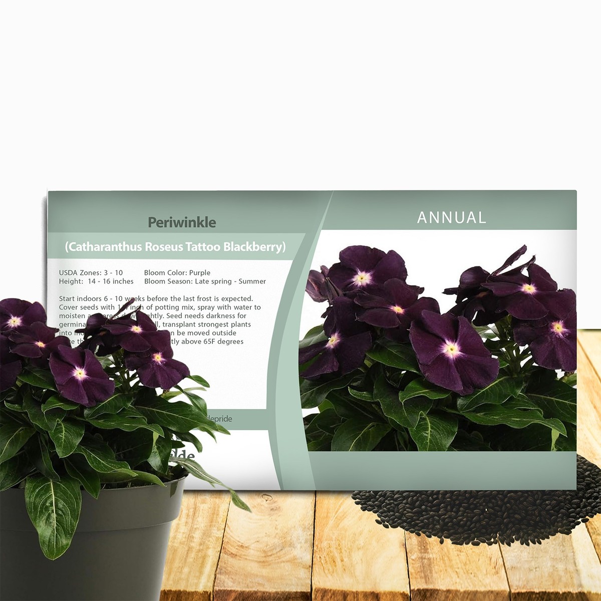 100 Seeds Dark Purple Periwinkle Vinca Seeds For Planting - Flower Seeds |  eBay